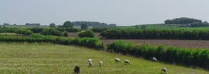 Radcliffe Greenbelt Sunny Day